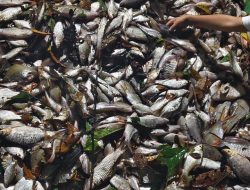 PT Sinar Mas Diduga Cemari Sungai Seikijang Tapung Hilir, Ribuan Ikan Mati Mendadak