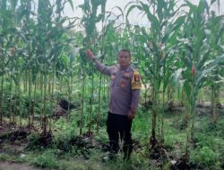 Polsek XIII Koto Kampar Dukung Ketahanan Pangan, Bhabinkamtibmas Desa Balung Cek Perkebunan Jagung Warga