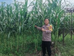 Polsek Xlll Koto Kampar Cek Perkembangan Jagung Pipil Usia 90 Hari di Desa Koto Tuo, Dukung Ketahanan Pangan