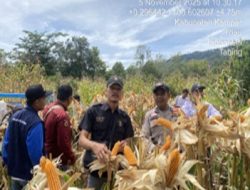 Bripda Sabar Immanuel Laksanakan Panen Raya Jagung Pipil di Desa Tanjung Xlll Koto Kampar