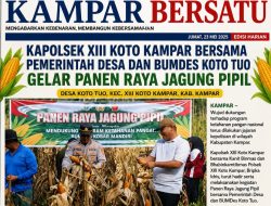 Kapolsek XIII Koto Kampar Bersama Pemerintah Desa dan BUMDes Koto Tuo Gelar Panen Raya Jagung Pipi