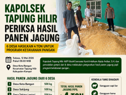 KAPOLSEK TAPUNG HILIR PERIKSA HASIL PANEN JAGUNG, 6 DESA HASILKAN 4 TON UNTUK PROGRAM KETAHANAN PANGAN