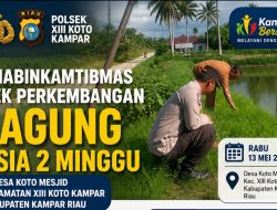 Bhabinkamtibmas Polsek XIII Koto Kampar Cek Perkembangan Jagung Usia Dua Minggu di Desa Koto Mesjid