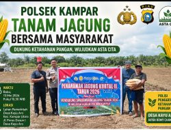 Wujud Nyata Asta Cita, Polsek Kampar Tanam Jagung Bersama Masyarakat Seluas 2 Hektar