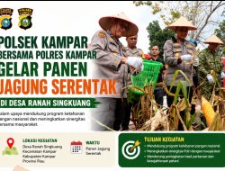 Polsek Kampar Bersama Polres Kampar Gelar Panen Jagung Serentak di Desa Ranah Singkuang