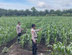 Kapolsek Kampar AKP Asdisyah Tinjau Ulang Tanaman Jagung Pipil di Kayu Aro, Dukung Program Pangan Nasional