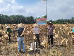 Kapolsek Tapung Hilir Hadiri Panen Jagung Pipil di PT SEBAL, Dukung Program Ketahanan Pangan Nasional
