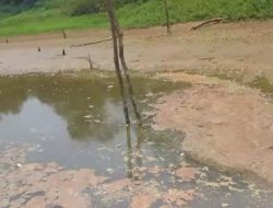 Tangisan Nelayan Pecah di Sosmed, Akibat Limbah Padasa Ribuan Ikan Mati